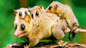 Animals related words difference and comparison. Colocolo Monito Del Monte Suikereekhoorn Kangoeroe Tasmaanse Duivel