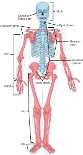 Sometimes shoulder pain can be referred pain, which results from an injury to your neck or another place. 4 7 Musculoskeletal System Human Biology