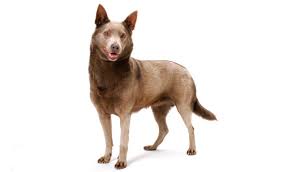 Australian Kelpie Breed Information