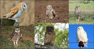 Maybe you would like to learn more about one of these? Burung Hantu Wikipedia Bahasa Indonesia Ensiklopedia Bebas