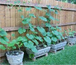 We grow many varieties of gourds at gourdlandia, with interesting names. Pin On Gourd Crafts