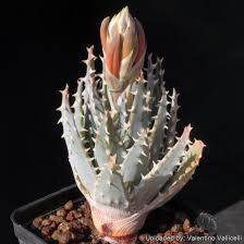 Image result for Aloe wollastonii