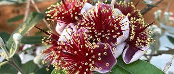 It grows up to 20 ft. Pineapple Guava Growing Guide One Green World