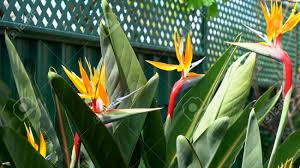 Named the national flower for the country of south africa, the blooms are outstanding in size and composition. Bird Of Paradise Flowers Or South African Crane Flower Botanical Name Strelitzia Reginae In Natural Garden Setting Stock Photo Picture And Royalty Free Image Image 89460527