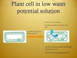 Maybe you would like to learn more about one of these? Diffusion Osmosis Active Transport Ppt Video Online Download