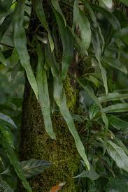 Image result for Pyrrosia rhodesiana