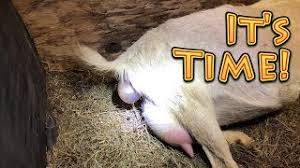| 03.02.2017 · this original afterbirth is still hanging out after 5 hours and is about 4 feet long. Goat Birth Baby Full Warning Graphic Youtube
