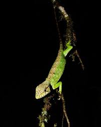 Image result for Polychrus liogaster