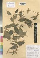 Image result for Gnetum africanum
