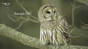 The snow owl has a large, light blue body. The Distinctive Calls Of Owls A Sampler Youtube