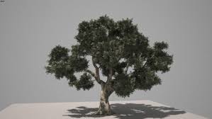 Olive Tree 3d Warehouse Olive Tree Tree Olive