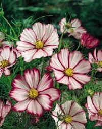Cosmos Bipinnatus Fizzy Rose Picotee Cosmos Flowers Sun Loving Plants Planting Flowers