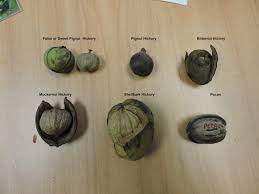 Maybe you would like to learn more about one of these? Capital Naturalist By Alonso Abugattas A Hickory Nut Primer