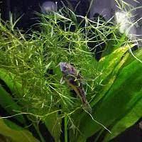 Cory In Guppy Grass Grass Guppy Pictures