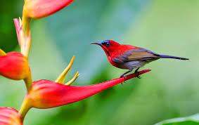 Download Mp3 Suara Kolibri Super Gacor Untuk Masteran Hobi Burung