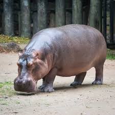 فرس النهر Hippopotamus Wild Animals Photos Majestic Animals
