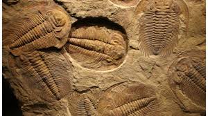 Siapakah makhluk sebelum nabi adam alaihissalam diciptakan? Video Adakah Dinosour Wujud Dahulu Sebelum Nabi Adam Ini Penjelasan Dr Daniel Tentang Makhluk Yang Pertama Wujud Di Bumi Berita Hangat