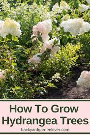 If you love your hydrangeas and want to see more than a typical shrub, growing a hydrangea tree sounds like the next step for you! Tips For Growing Hydrangea Trees In Any Garden