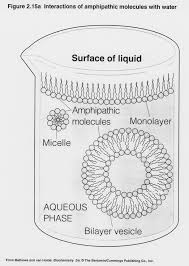 Chem 352 - Lecture 8 Lipids, Membranes, And Cellular Transport 1 2 3 4 5