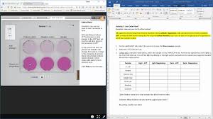 Some of the worksheets displayed are student exploration stoichiometry gizmo answer key pdf, meiosis and mitosis answers work, honors biology ninth grade pendleton. Cell Types Gizmo Lab Activity C Youtube