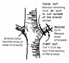 Fruit and nut tree pruning guidelines for arborists arborists are well versed in the use of central (single) leader training for most ornamental trees. Fruit Trees Planting Guide