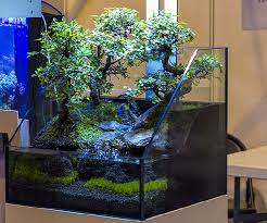 Jenis Bonsai Untuk Paludarium Dan Akuarium Beserta Contoh Gambarnya