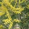 Grandi alberi con i fiori bianchi; Https Encrypted Tbn0 Gstatic Com Images Q Tbn And9gcrbr1jxnvexziritdwnhpxsoeaqiomxmosflys9 Bvlml4imece Usqp Cau