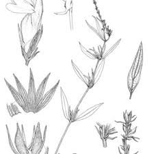 Image result for Crepidorhopalon schweinfurthii