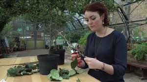 We did not find results for: Bud Grafting A Video Guide To Bud Grafting Fruit Trees For Beginners Youtube