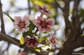 Image result for Schrebera