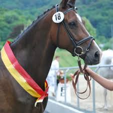 There are over 70+ common horse breeds in the game. E H Cadeau Gestut Horstein