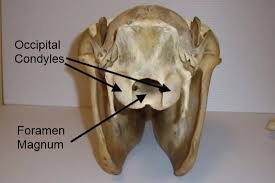 Start studying horse vertebrae anatomy. The Equine Atlas And Axis Brian S Fox Run Equine Center Facebook