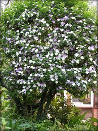 White And Purple Flowering Tree Brunfelsia Purple Flowering Tree Flowering Trees Planting Flowers