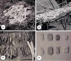 Image result for Hyparrhenia anamesa