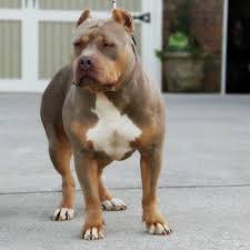 Our pitbull puppies for sale come from foundation bloodlines. Pin On Fur Babies