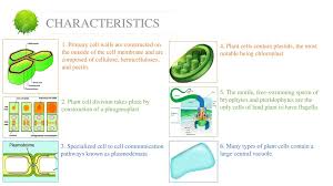Maybe you would like to learn more about one of these? Plant Cell By Ikwan Wahyudi Ppt Download