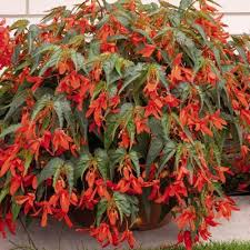 Begonia Sun Cities Santa Cruz Sunset F1 Begonia Boliviensis Begonia Plants