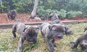 We did not find results for: Miami Presa King Kennels Dog Breeders 16425 Sw 104th St 33157 Miami Fl