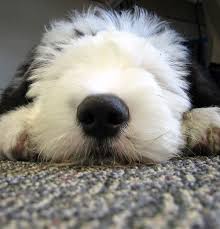 Low Energy Dog Breeds Mom Me Low Energy Dogs Old English Sheepdog English Sheepdog