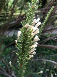 Image result for Fabiana imbricata