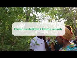 Image result for Parinari curatellifolia