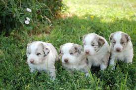 Check spelling or type a new query. Adorable Australian Shepherd Border Collie Pups With Blue Eyes For Sale In Wellington Colorado Classified Americanlisted Com