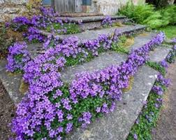 Tussock Bellflower Seeds Campanula Carpatica Etsy Outdoor Plants Plants Ground Cover Plants