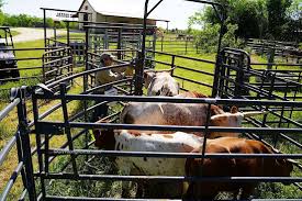 Cattle Corral In 2020 Cattle Corrals Blue Heeler Dogs Cattle Ranching