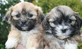 Rehoming for pitbull mastiff mix puppies (tampa hernando co ). Adorable Shih Tzu Puppies For Sale In Crestview Florida Classified Americanlisted Com