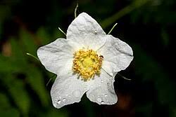 Image result for Rubus rigidus