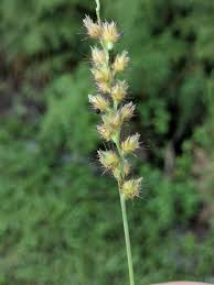 Image result for Cenchrus macrourus