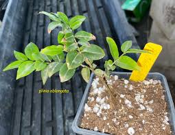 Image result for Jamesbrittenia albobadia