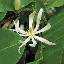 Pin On Flowers In India