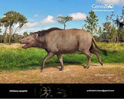 Image result for Aneulophus